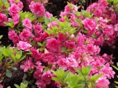 Azalea japonica 'Rosalind' 